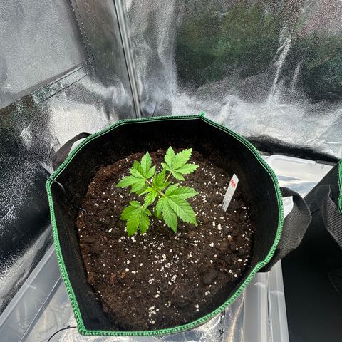 Alien growlog timeline photo