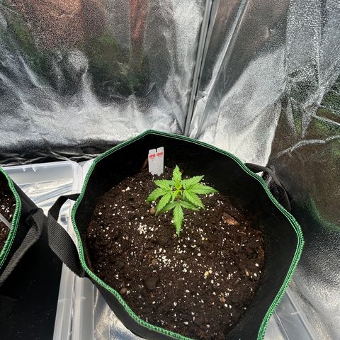 Six Shooters growlog timeline photo