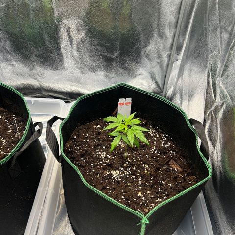 Six Shooters growlog timeline photo