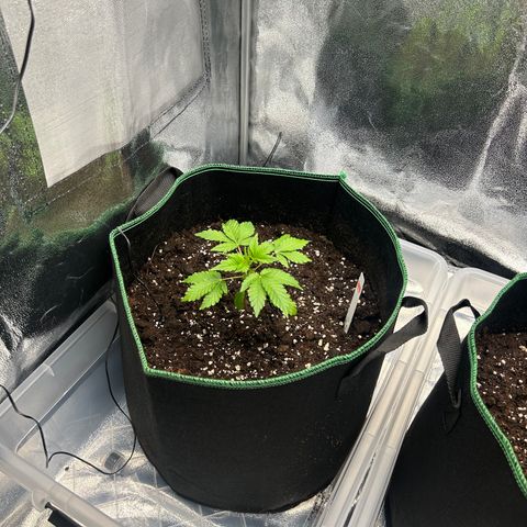 Alien growlog timeline photo