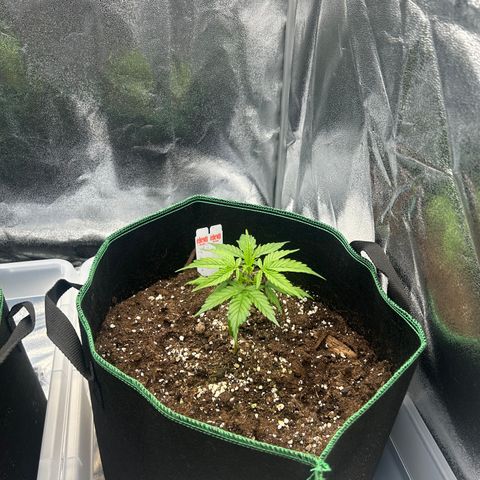 Six Shooters growlog timeline photo