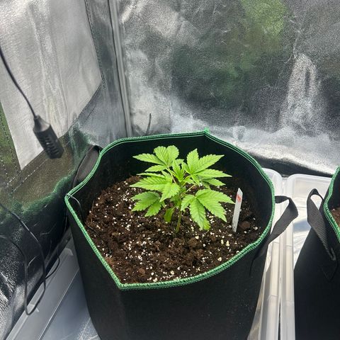 Alien growlog timeline photo