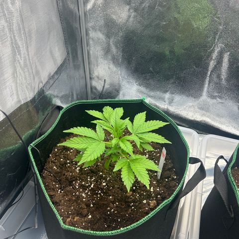Alien growlog timeline photo