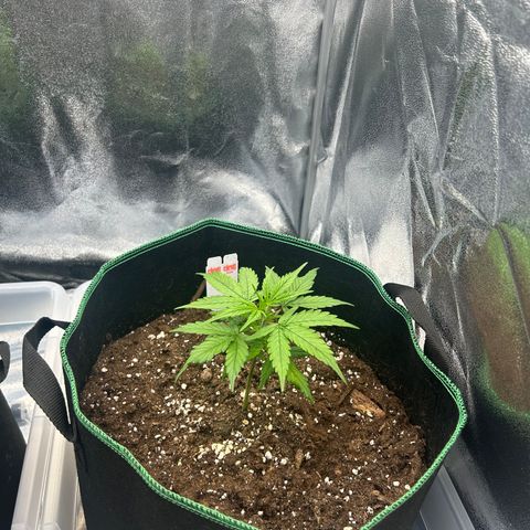 Six Shooters growlog timeline photo