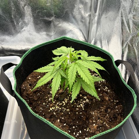 Six Shooters growlog timeline photo