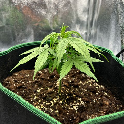 Six Shooters growlog timeline photo