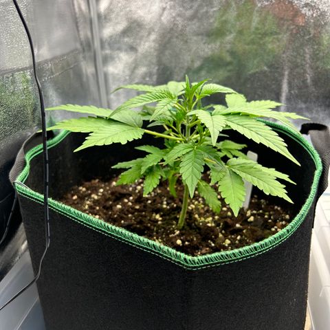 Alien growlog timeline photo
