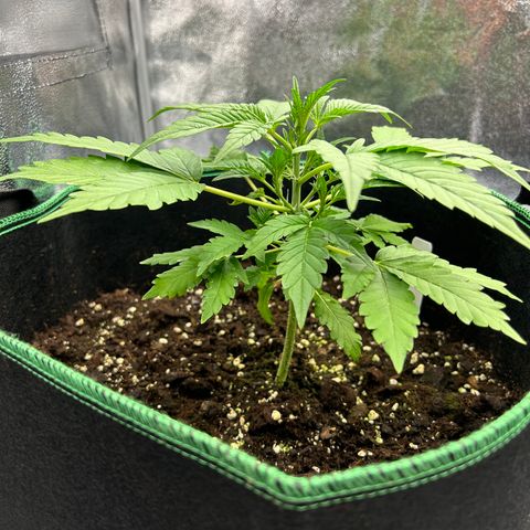 Alien growlog timeline photo