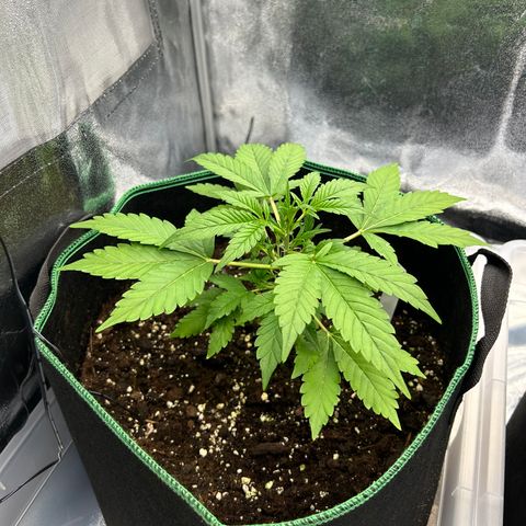 Alien growlog timeline photo