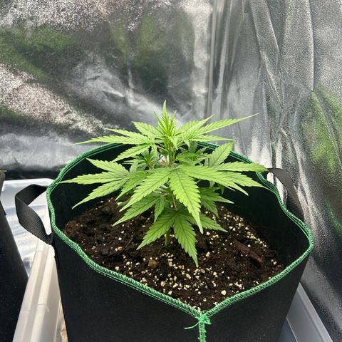 Six Shooters growlog timeline photo