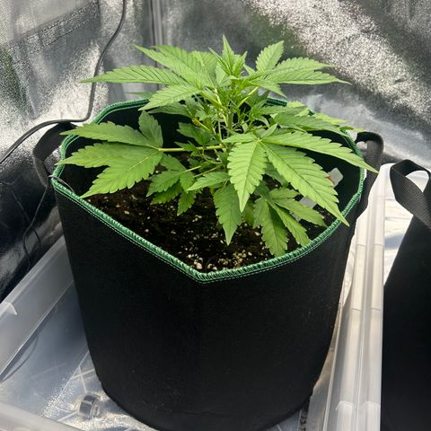 Alien growlog timeline photo