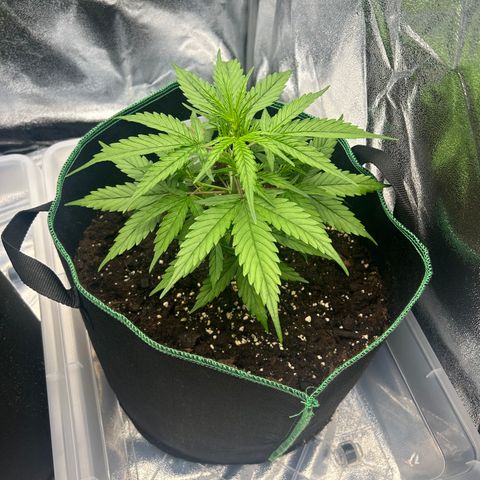 Six Shooters growlog timeline photo