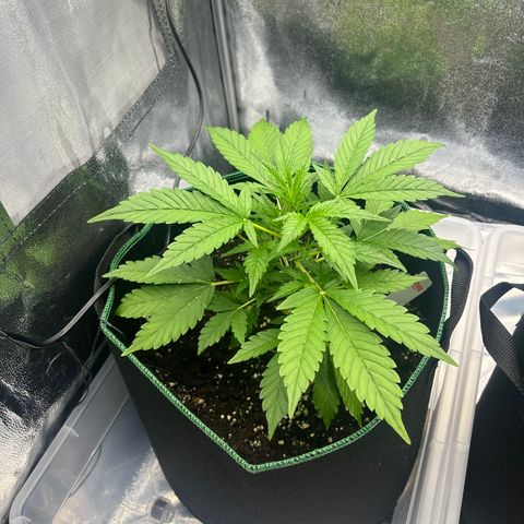 Alien growlog timeline photo