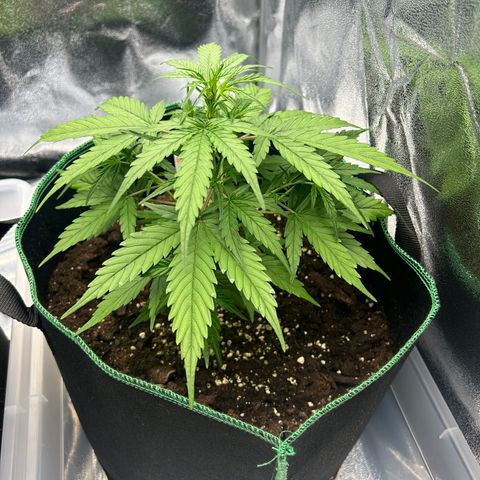 Six Shooters growlog timeline photo