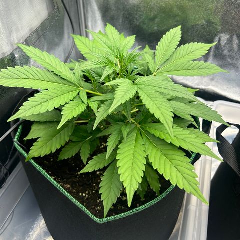 Alien growlog timeline photo