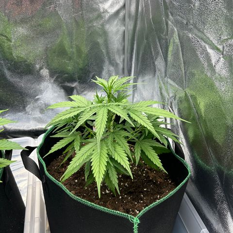 Six Shooters growlog timeline photo
