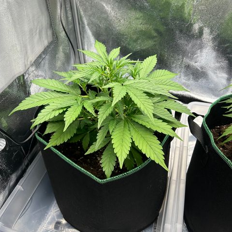 Alien growlog timeline photo