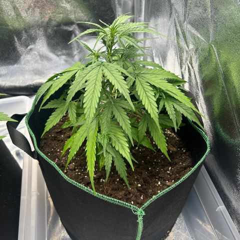 Six Shooters growlog photo: Debut d odeurs 