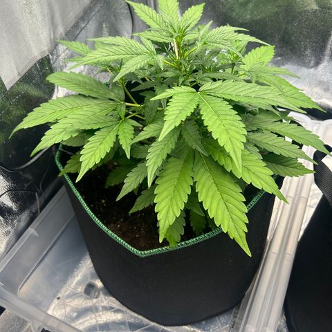 Alien growlog timeline photo