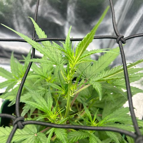 Six Shooters growlog timeline photo
