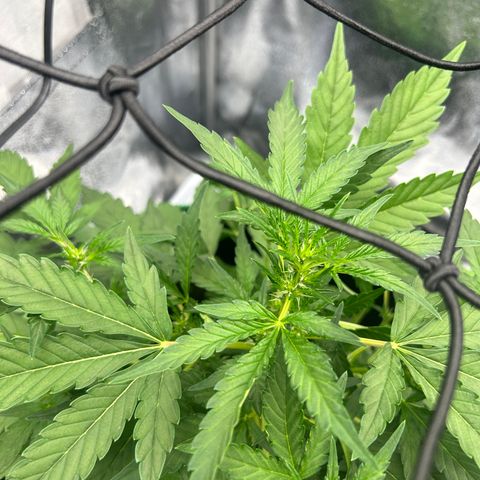 Alien growlog timeline photo