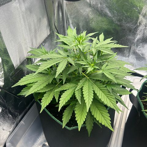 Alien growlog timeline photo