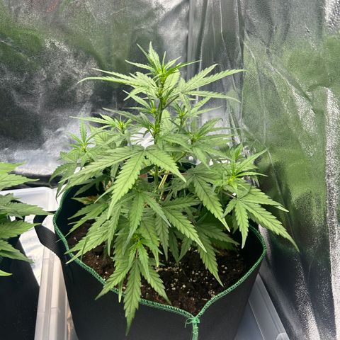 Six Shooters growlog timeline photo