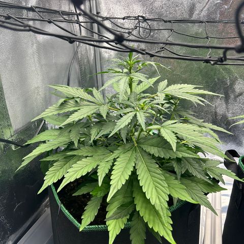 Alien growlog timeline photo