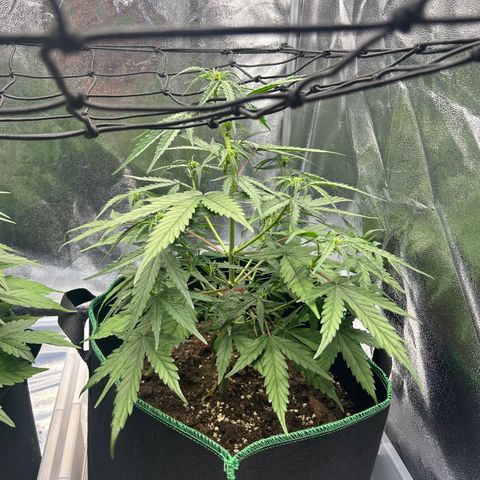 Six Shooters growlog timeline photo