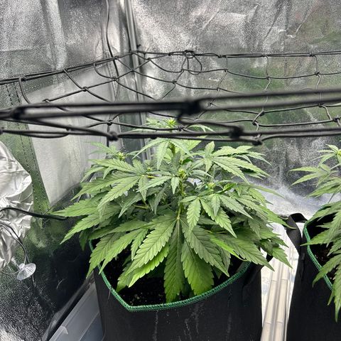Alien growlog timeline photo