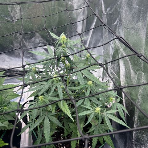 Six Shooters growlog timeline photo