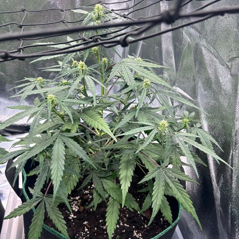 Six Shooters growlog timeline photo