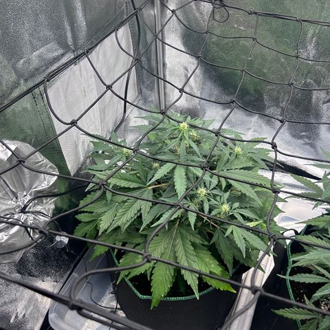 Alien growlog timeline photo