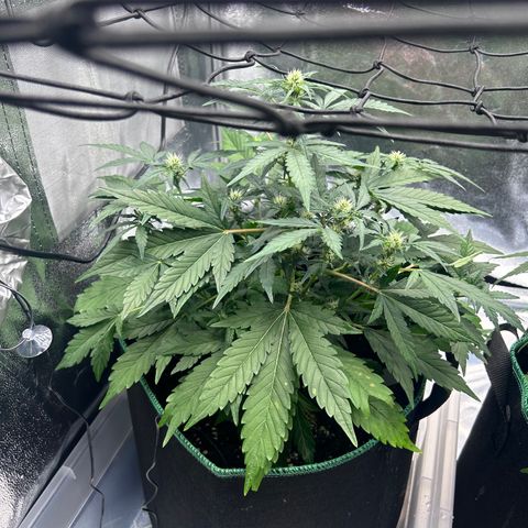Alien growlog timeline photo