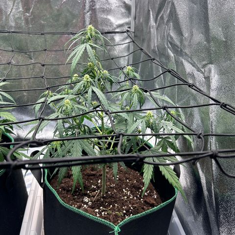 Six Shooters growlog timeline photo