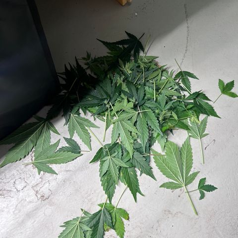 Alien growlog timeline photo