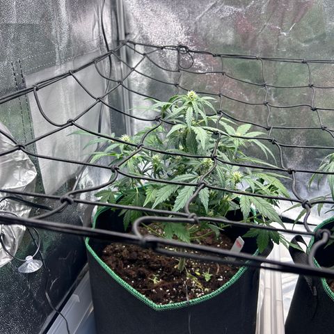 Alien growlog timeline photo