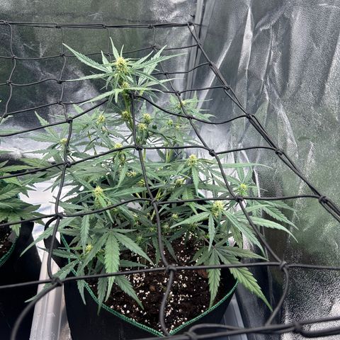 Six Shooters growlog timeline photo