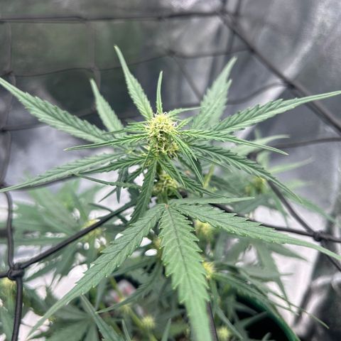 Six Shooters growlog timeline photo
