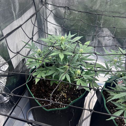 Alien growlog timeline photo