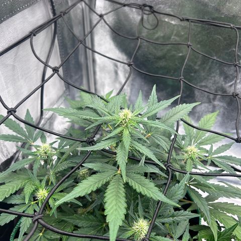 Alien growlog timeline photo