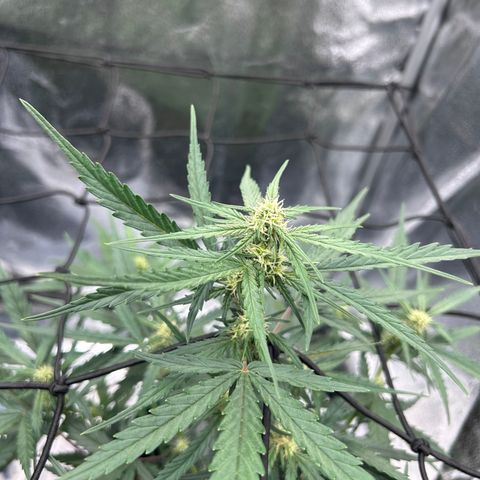 Six Shooters growlog timeline photo