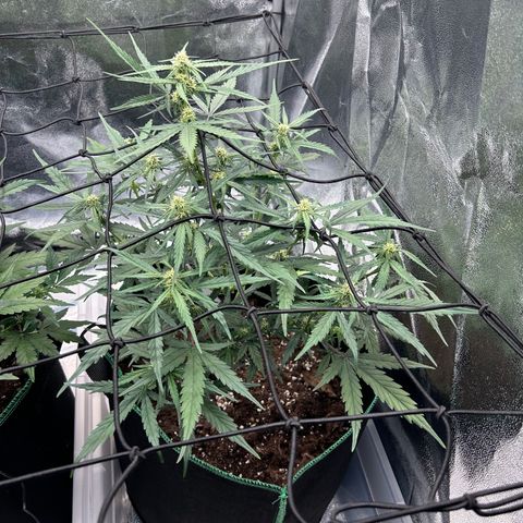 Six Shooters growlog timeline photo