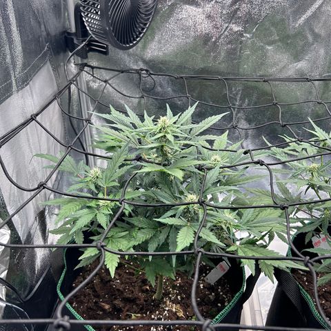 Alien growlog timeline photo