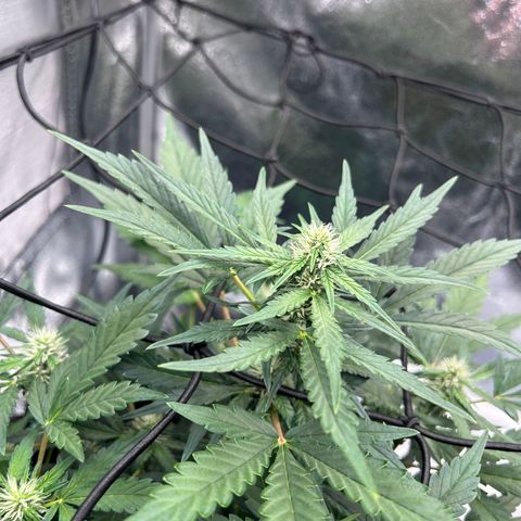 Alien growlog timeline photo