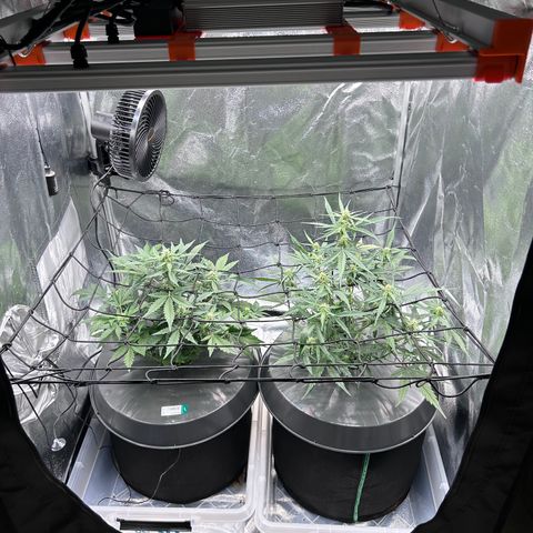Six Shooters growlog photo: Couvrir les pots pour diminuer l évaporation d eau 
