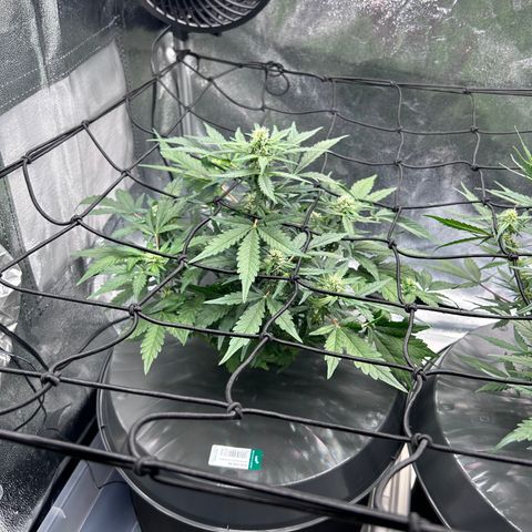 Alien growlog photo: Couvrir les pots pour diminuer l évaporation d eau 