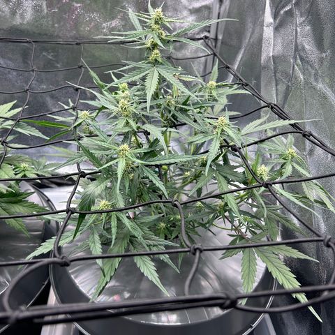 Six Shooters growlog timeline photo