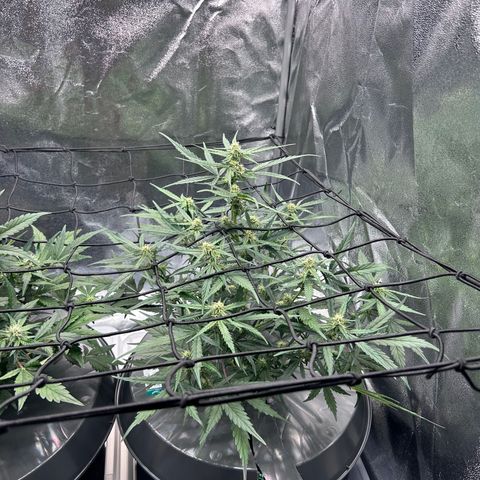 Six Shooters growlog photo: Petites billes de resine sur les feuilles 