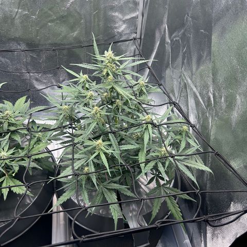 Six Shooters growlog timeline photo